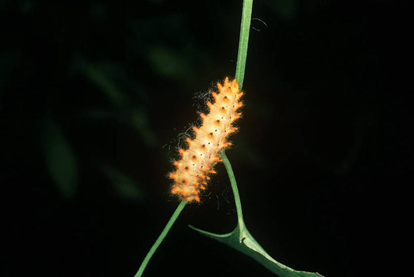 无人,横图,室外,特写,白天,时尚,野生动物,科学,昆虫,自然,动物,t台,生物,摄影,环境,生物学,蜕皮,节肢动物,幼虫,毛虫,时装表演,时装秀,t型台,走秀,彩图,动物学