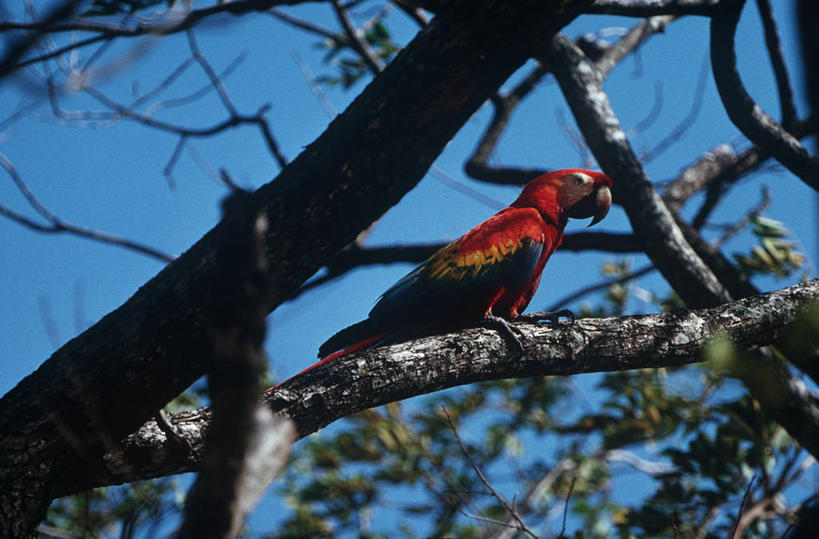 无人,坐,横图,室外,白天,仰视,时尚,野生动物,鹦鹉,委内瑞拉,科学,鸟类,枝,树,自然,动物,t台,南美,摄影,环境,生物学,金刚鹦鹉,热带鸟,时装表演,时装秀,t型台,走秀,绿翅金刚鹦鹉,彩图,低角度拍摄,动物学