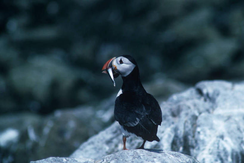 无人,吃,横图,室外,白天,时尚,海鸟,鸟,野生动物,科学,鸟类,捕食,排列,自然,动物,两只,t台,可爱,摄影,活泼,环境,生物学,喙,角嘴海雀,海雀,喂养,海鸦,时装表演,时装秀,t型台,走秀,岩石,彩图,动物学