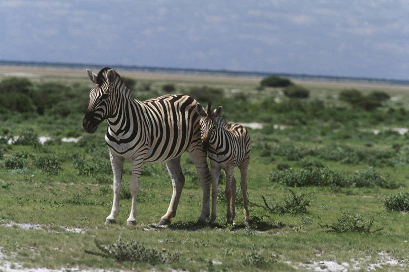 无人,站,横图,室外,白天,时尚,草原,斑马,哺乳动物,马,貘,野生动物,条纹,并排,科学,自然,动物,两只,t台,运输,摄影,牲畜,环境,生物学,式样,时装表演,时装秀,t型台,走秀,彩图,动物学,挨着