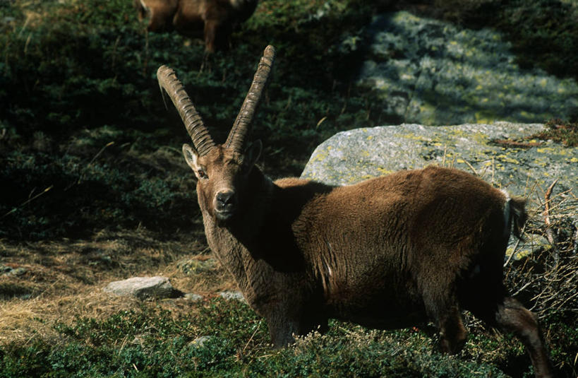 无人,横图,室外,白天,侧面,时尚,哺乳动物,野生动物,羊,科学,草,自然,动物,两只,t台,可爱,摄影,活泼,食草动物,环境,生物学,近景,偶蹄目,机敏,野山羊,悬羊,时装表演,时装秀,t型台,走秀,岩石,山羊,彩图,西伯利亚北山羊,动物学