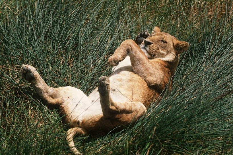 无人,躺,横图,室外,白天,时尚,哺乳动物,野生动物,狮子,雌狮,草,自然,动物,t台,放松,摄影,环境,生物学,猫科动物,时装表演,时装秀,t型台,走秀,仰卧,彩图,动物学