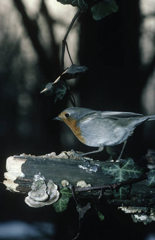 无人,站,竖图,室外,时尚,野生动物,科学,鸟类,知更鸟,枝,树,自然,黄昏,动物,t台,摄影,栖息,环境,生物学,时装表演,时装秀,t型台,走秀,彩图,动物学
