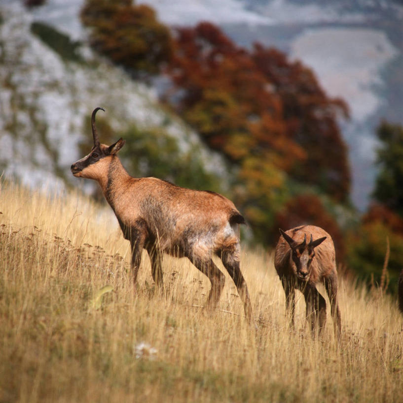 无人,站,竖图,方图,室外,白天,时尚,山,哺乳动物,野生动物,意大利,科学,羚羊,草,自然,动物,两只,t台,摄影,环境,生物学,国家公园,南欧,偶蹄目,时装表演,时装秀,t型台,走秀,彩图,动物学,岩羚羊,郊野公园