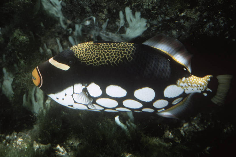 无人,横图,室外,侧面,时尚,水下,海洋,水,野生动物,科学,鱼类,自然,动物,t台,摄影,环境,生物学,鳞鲀,式样,时装表演,时装秀,t型台,走秀,彩图,动物学