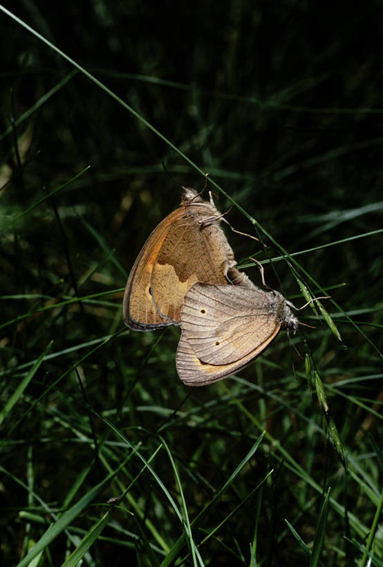 无人,竖图,室外,特写,白天,时尚,野生动物,蝴蝶,科学,昆虫,草,自然,动物,两只,t台,生物,摄影,环境,生物学,节肢动物,朱莉娅蝴蝶,时装表演,时装秀,t型台,走秀,彩图,动物学