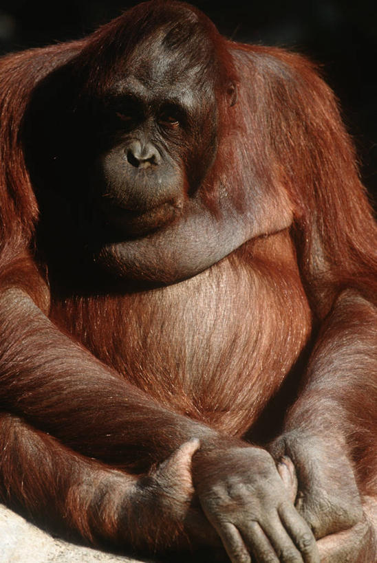 无人,坐,竖图,室外,白天,时尚,哺乳动物,野生动物,印度尼西亚,自然,动物,t台,摄影,环境,生物学,国家公园,近景,猿,苏门答腊猩猩,婆罗洲岛,婆罗洲猩猩,时装表演,时装秀,t型台,走秀,彩图,动物学,好奇心,郊野公园