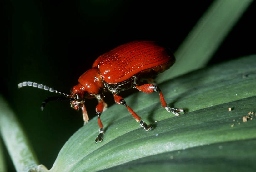 无人,横图,室外,特写,夜晚,侧面,时尚,野生动物,叶子,昆虫,天牛,红色,自然,动物,t台,生物,摄影,环境,生物学,甲虫,节肢动物,害虫,叶甲,时装表演,时装秀,t型台,走秀,彩图,动物学