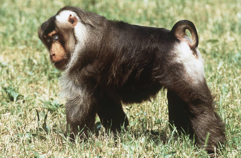 无人,站,横图,室外,白天,侧面,时尚,哺乳动物,野生动物,猴子,扭头,注视,自然,动物,观察,看,转头,t台,摄影,观看,环境,察看,生物学,关注,猕猴,苏门答腊,时装表演,时装秀,t型台,走秀,彩图,猪尾猕猴,动物学,态度