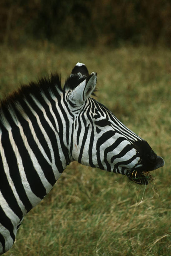 无人,竖图,室外,特写,白天,侧面,时尚,斑马,哺乳动物,马,貘,野生动物,科学,自然,动物,打开,t台,运输,摄影,牲畜,食草动物,环境,生物学,开启,偶蹄目,时装表演,时装秀,t型台,走秀,彩图,动物学