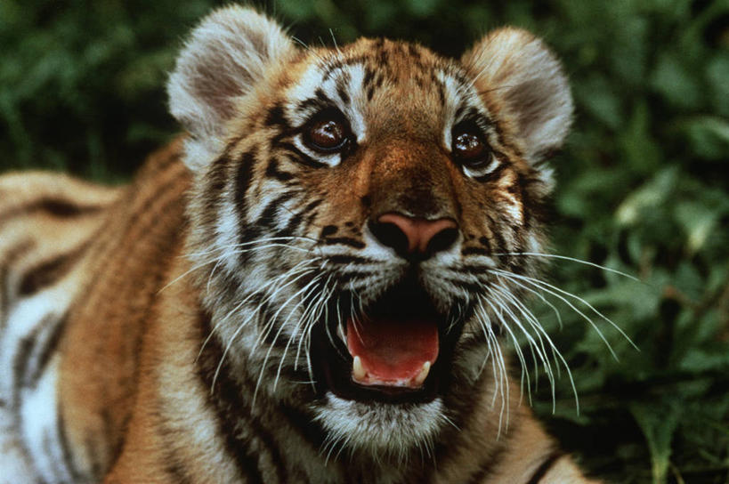 无人,横图,室外,特写,白天,时尚,哺乳动物,虎,野生动物,自然,动物,t台,力量,摄影,环境,生物学,幼兽,猫科动物,苏门答腊虎,时装表演,时装秀,t型台,走秀,危险,彩图,动物学