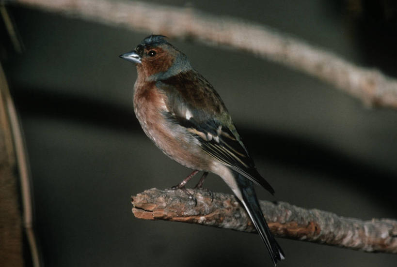 无人,坐,横图,室外,白天,时尚,野生动物,科学,鸟类,枝,自然,动物,t台,摄影,栖息,环境,生物学,苍头燕雀,时装表演,时装秀,t型台,走秀,彩图,动物学