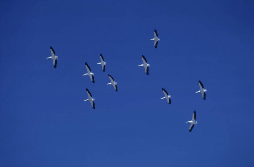 无人,横图,室外,白天,仰视,时尚,海鸟,野生动物,许多,科学,鸟类,很多,注视,飞,天空,自然,观察,看,t台,摄影,观看,环境,水禽,察看,生物学,关注,鹈鹕,万里无云,白鹈鹕,美洲白鹈鹕,时装表演,时装秀,t型台,走秀,彩图,低角度拍摄,动物学