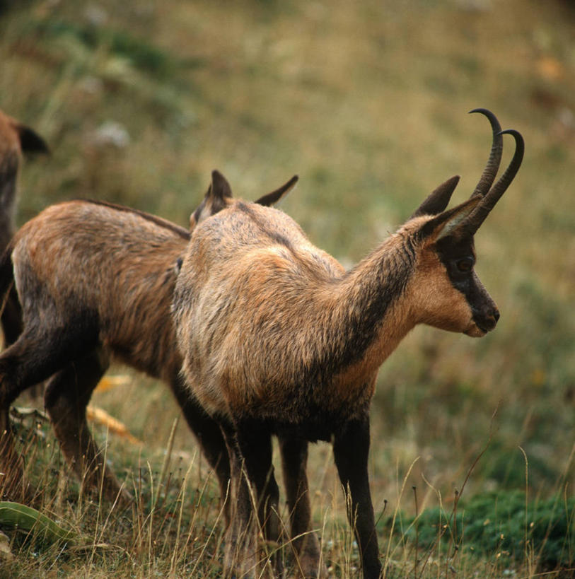 无人,站,竖图,方图,室外,白天,时尚,哺乳动物,野生动物,意大利,科学,羚羊,草,自然,动物,两只,t台,摄影,环境,生物学,国家公园,南欧,偶蹄目,时装表演,时装秀,t型台,走秀,彩图,动物学,岩羚羊,郊野公园