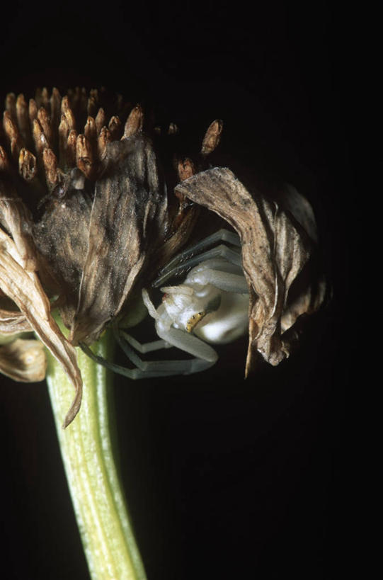 无人,竖图,室外,特写,夜晚,时尚,野生动物,黑色背景,科学,蜘蛛,花,黑色,自然,动物,t台,生物,摄影,环境,生物学,节肢动物,蟹蛛,时装表演,时装秀,t型台,走秀,彩图,动物学