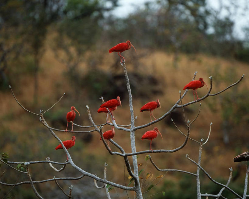 无人,坐,横图,室外,白天,时尚,鸟,野生动物,委内瑞拉,科学,鸟类,枝,树,自然,动物,t台,南美,摄影,栖息,环境,生物学,鹳,顺序,朱鹭,日本风头鹮,朱鹮,一致,时装表演,时装秀,t型台,走秀,彩图,动物学