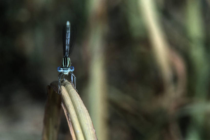 无人,横图,室外,特写,白天,正面,时尚,植物,野生动物,科学,蜻蜓,捕食,昆虫,自然,动物,t台,生物,摄影,环境,生物学,节肢动物,益虫,豆娘,时装表演,时装秀,t型台,走秀,彩图,动物学