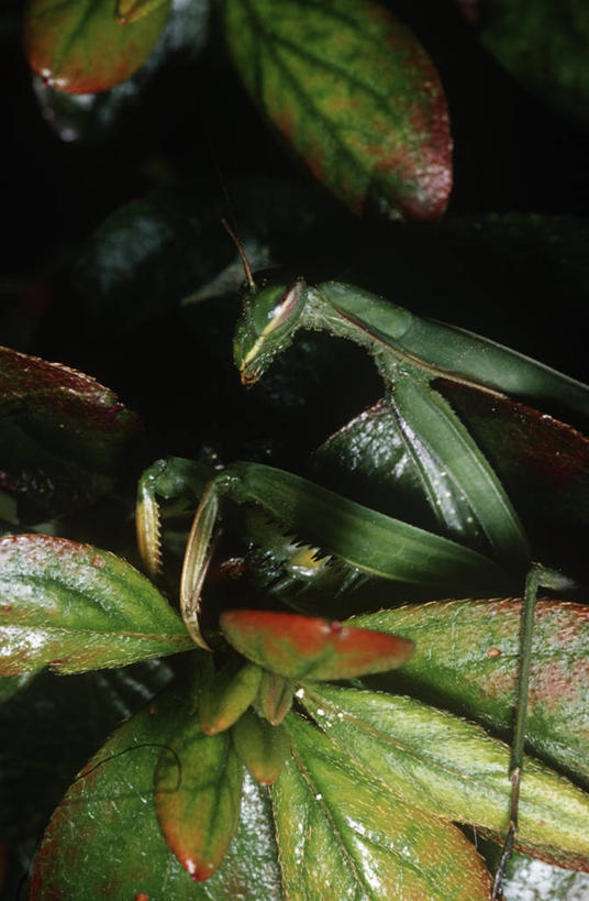 无人,竖图,室外,特写,白天,侧面,时尚,野生动物,科学,捕食,昆虫,螳螂,自然,动物,t台,生物,摄影,部分,环境,生物学,伪装,节肢动物,时装表演,时装秀,t型台,走秀,彩图,动物学