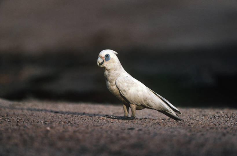 无人,站,横图,室外,白天,时尚,野生动物,鹦鹉,澳大利亚,科学,鸟类,自然,动物,t台,摄影,环境,生物学,大洋洲,澳洲,南方大陆,澳大拉西亚,澳大利亚联邦,热带鸟,北领地,美冠鹦鹉,时装表演,时装秀,t型台,走秀,彩图,小凤头鹦鹉,动物学