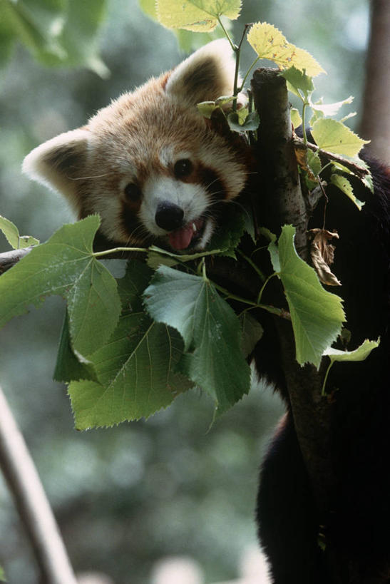 无人,吃,竖图,室外,白天,时尚,哺乳动物,野生动物,小熊猫,熊猫,叶子,孟加拉国,印度,亚洲,枝,自然,动物,t台,摄影,部分,环境,生物学,南亚,机敏,孟加拉人民共和国,印度次大陆,大吉岭,时装表演,时装秀,t型台,走秀,彩图,动物学