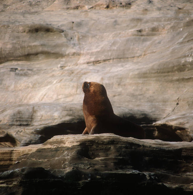无人,坐,竖图,方图,室外,白天,时尚,哺乳动物,海狮,野生动物,阿根廷,科学,自然,动物,t台,南美,摄影,环境,生物学,拉丁美洲,巴塔哥尼亚,南美海狮,时装表演,时装秀,t型台,走秀,彩图,动物学,壁架