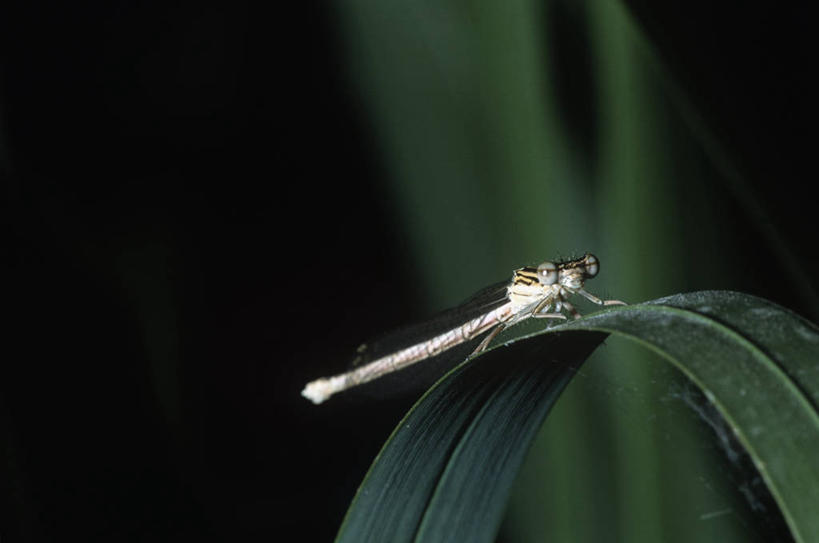 无人,横图,室外,特写,白天,侧面,时尚,野生动物,叶子,科学,蜻蜓,昆虫,自然,动物,t台,生物,摄影,环境,生物学,节肢动物,益虫,豆娘,时装表演,时装秀,t型台,走秀,彩图,动物学