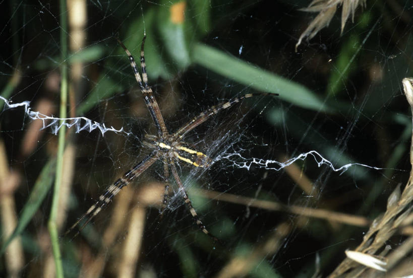 无人,横图,室外,特写,白天,仰视,时尚,野生动物,科学,蜘蛛,蜘蛛网,注视,自然,动物,观察,看,t台,生物,摄影,观看,环境,察看,生物学,关注,节肢动物,断纹金蛛,时装表演,时装秀,t型台,走秀,彩图,低角度拍摄,动物学