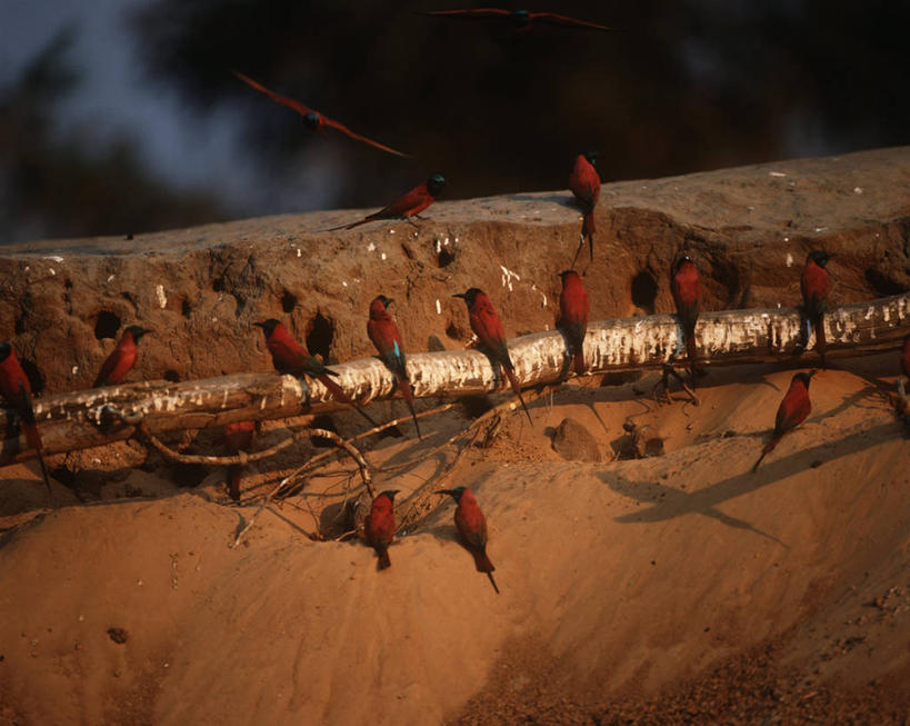 无人,坐,横图,室外,夜晚,时尚,野生动物,一群,许多,科学,鸟类,很多,自然,t台,摄影,环境,生物学,国家公园,圆木,扎伊尔,食蜂鸟,黄喉蜂虎,刚果民主共和国,时装表演,时装秀,t型台,走秀,彩图,动物学,郊野公园