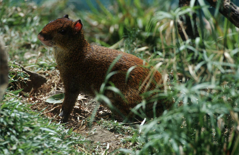 无人,坐,横图,室外,白天,侧面,时尚,哺乳动物,野生动物,摩洛哥,草,自然,动物,t台,摄影,环境,生物学,机敏,刺豚鼠,时装表演,时装秀,t型台,走秀,彩图,动物学