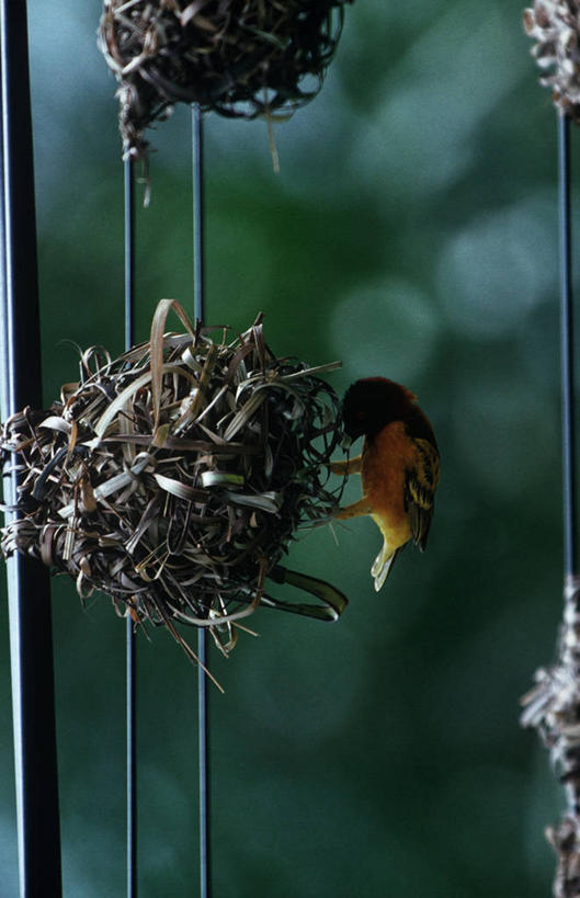 无人,竖图,室外,白天,时尚,野生动物,科学,鸟类,鸟巢,捆,纺织,排列,自然,动物,t台,摄影,环境,生物学,西非,时装表演,时装秀,t型台,走秀,象牙海岸,彩图,动物学