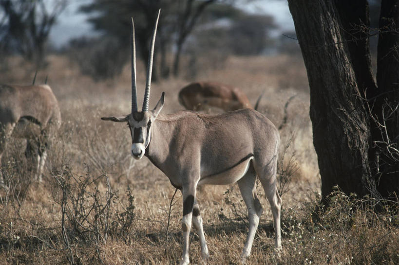 无人,站,横图,室外,白天,时尚,草原,哺乳动物,野生动物,非洲,肯尼亚,三只,科学,羚羊,自然,动物,t台,摄影,环境,生物学,长角羚,偶蹄目,野生动物保护区,东非,时装表演,时装秀,t型台,走秀,彩图,动物学