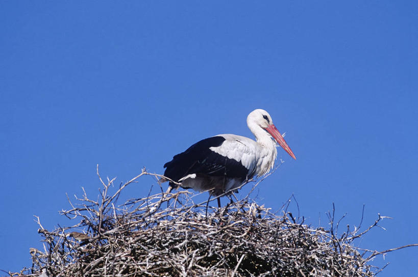 无人,站,横图,室外,白天,侧面,仰视,时尚,野生动物,亚美尼亚,科学,鸟类,鸟巢,天空,自然,动物,t台,摄影,环境,生物学,鹳,白鹳,万里无云,时装表演,时装秀,t型台,走秀,彩图,低角度拍摄,外高加索,独联体,动物学