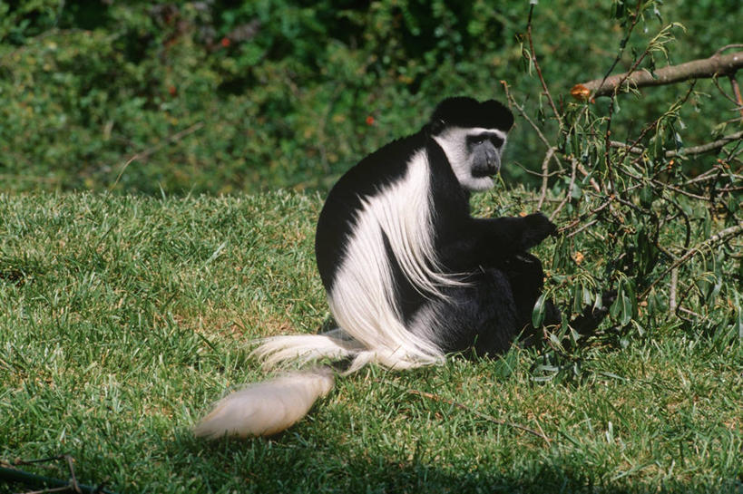 无人,坐,横图,室外,白天,侧面,时尚,哺乳动物,野生动物,猴子,科学,草,自然,动物,t台,摄影,环境,生物学,叶猴,灵长目,时装表演,时装秀,t型台,走秀,彩图,动物学