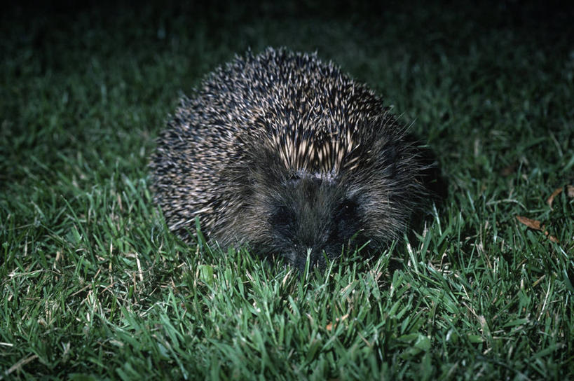 无人,横图,室外,夜晚,正面,时尚,哺乳动物,刺猬,野生动物,草,自然,动物,休息,t台,摄影,环境,锋利,生物学,尖锐,时装表演,时装秀,t型台,走秀,害羞,岩石,彩图,动物学