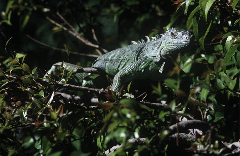 无人,坐,横图,室外,白天,时尚,野生动物,蜥蜴,叶子,科学,鬣蜥,枝,树,绿色,自然,动物,t台,摄影,环境,生物学,绿鬣蜥,机敏,石龙子,泉龙,猪婆蛇,四脚蛇,蜴,时装表演,时装秀,t型台,走秀,彩图,动物学