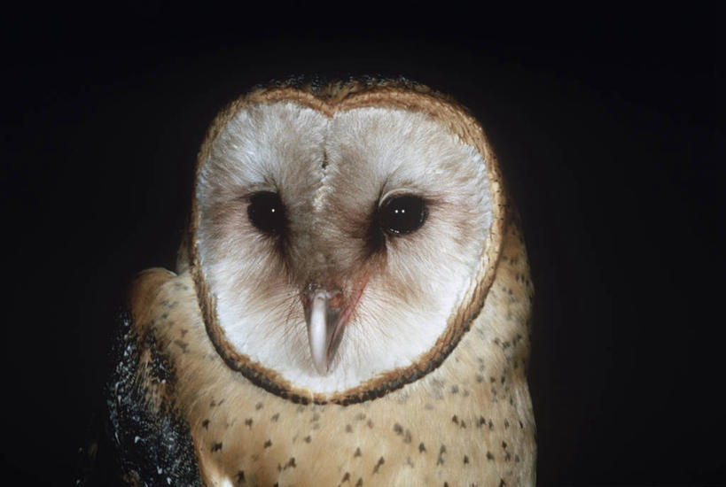 无人,横图,室外,特写,夜晚,时尚,猫头鹰,野生动物,黑色背景,科学,鸟类,黑色,自然,动物,t台,摄影,部分,环境,生物学,谷仓枭,时装表演,时装秀,t型台,走秀,彩图,动物学