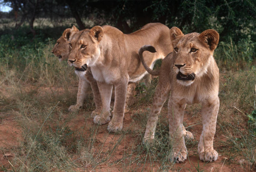 无人,站,横图,室外,白天,时尚,哺乳动物,野生动物,狮子,三只,科学,狮群,捕食,自然,动物,看,t台,摄影,环境,生物学,猫科动物,时装表演,时装秀,t型台,走秀,彩图,动物学