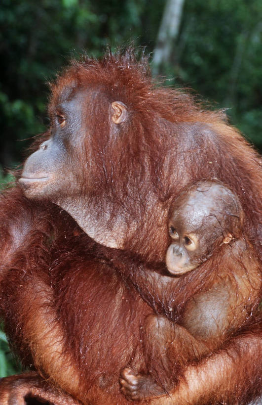 无人,坐,竖图,室外,特写,白天,时尚,哺乳动物,野生动物,拿着,自然,动物,看,两只,t台,摄影,保护,环境,生物学,关爱,运送,近景,猿,苏门答腊猩猩,婆罗洲猩猩,时装表演,时装秀,t型台,走秀,拥抱,彩图,动物学