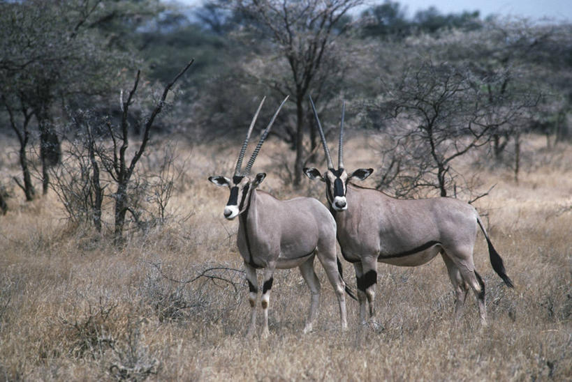 无人,站,横图,室外,白天,时尚,草原,哺乳动物,野生动物,非洲,肯尼亚,科学,羚羊,自然,动物,两只,t台,摄影,环境,生物学,长角羚,偶蹄目,野生动物保护区,东非,时装表演,时装秀,t型台,走秀,彩图,动物学