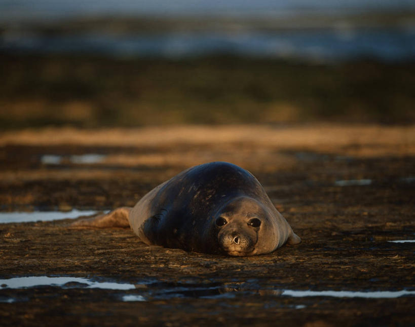 无人,躺,横图,室外,白天,时尚,纯洁,哺乳动物,海豹,野生动物,阿根廷,科学,海象,自然,动物,t台,南美,可爱,童年,童趣,摄影,环境,生物学,拉丁美洲,童真,烂漫,无邪,巴塔哥尼亚,瓦尔德斯半岛,时装表演,时装秀,t型台,走秀,天真,海滩,彩图,动物学