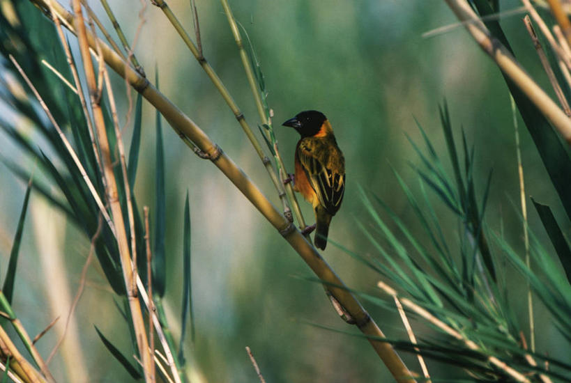 无人,坐,横图,室外,白天,时尚,野生动物,科学,鸟类,枝,纺织,自然,动物,t台,摄影,栖息,环境,生物学,国家公园,警官,嫩枝,扎伊尔,刚果民主共和国,时装表演,时装秀,t型台,走秀,彩图,动物学,郊野公园