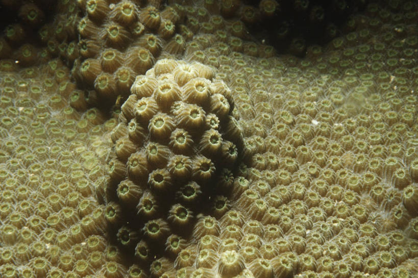 无人,横图,室外,特写,时尚,水下,海洋,水,野生动物,科学,珊瑚,无脊椎动物,自然,动物,t台,摄影,部分,环境,生物学,刺胞动物,脑珊瑚,时装表演,时装秀,t型台,走秀,彩图,动物学