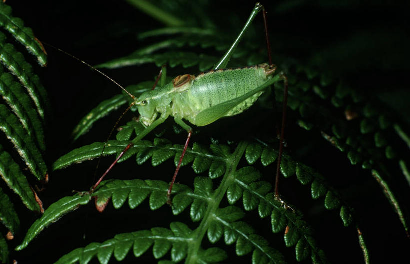 无人,横图,室外,特写,夜晚,侧面,时尚,野生动物,叶子,科学,昆虫,茎,绿色,自然,动物,蟋蟀,t台,生物,摄影,环境,生物学,节肢动物,纺织娘,时装表演,时装秀,t型台,走秀,彩图,动物学