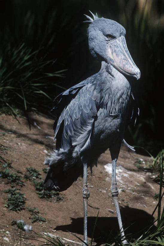 无人,站,竖图,室外,白天,时尚,野生动物,科学,鸟类,自然,动物,t台,摄影,环境,生物学,鹳,近景,靴嘴鹳,时装表演,时装秀,t型台,走秀,彩图,动物学