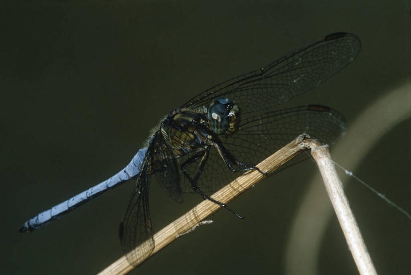 无人,横图,室外,特写,白天,侧面,时尚,野生动物,科学,蜻蜓,昆虫,自然,动物,t台,生物,摄影,环境,生物学,节肢动物,益虫,豆娘,时装表演,时装秀,t型台,走秀,彩图,动物学