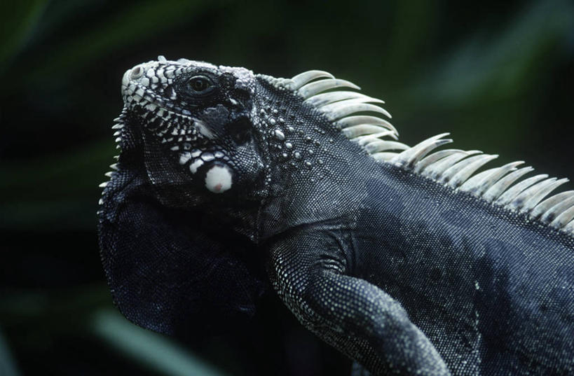 无人,横图,室外,特写,白天,侧面,时尚,野生动物,蜥蜴,巴西,科学,鬣蜥,自然,动物,t台,南美,摄影,环境,生物学,绿鬣蜥,石龙子,泉龙,猪婆蛇,四脚蛇,蜴,时装表演,时装秀,t型台,走秀,半身,彩图,动物学