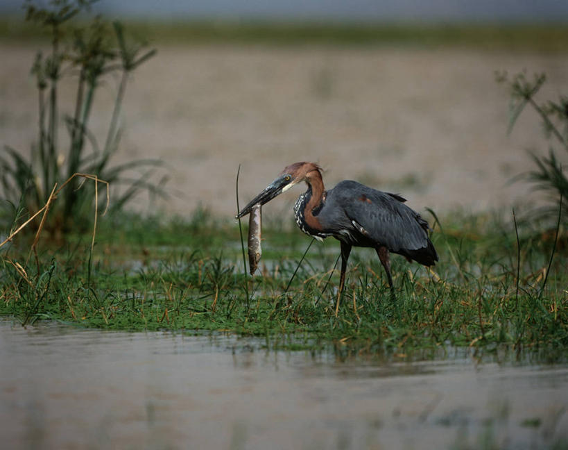 无人,横图,室外,白天,时尚,湖,野生动物,肯尼亚,涉水,科学,苍鹭,鸟类,捕食,自然,动物,两只,t台,摄影,环境,沼泽,生物学,鹳,潘塔纳尔湿地,东非,喂养,巨鹭,时装表演,时装秀,t型台,走秀,巴林哥湖,步行,彩图,动物学