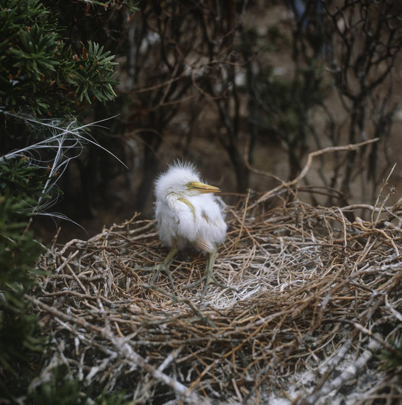 无人,竖图,方图,室外,白天,时尚,森林,白鹭,野生动物,阿根廷,科学,苍鹭,鸟类,鸟巢,小鸟,树,自然,动物,t台,南美,摄影,环境,生物学,大白鹭,鹳,脆弱,巴塔哥尼亚,时装表演,时装秀,t型台,走秀,彩图,弱点,动物学