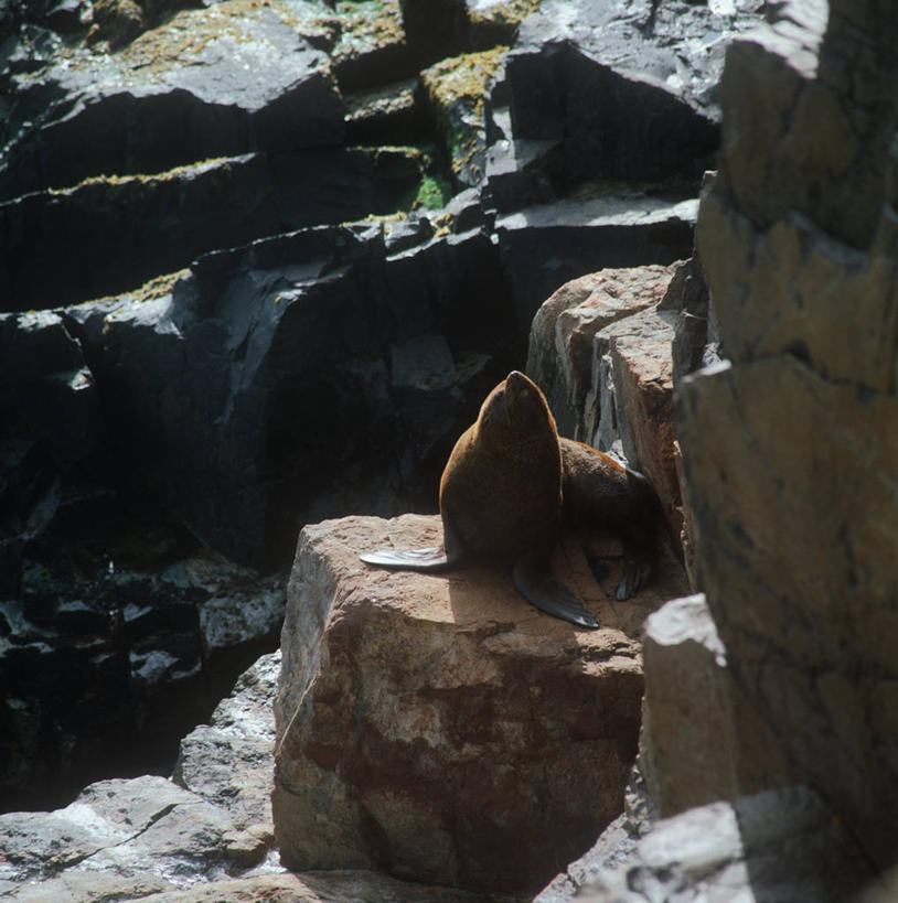 无人,坐,竖图,方图,室外,白天,时尚,风,哺乳动物,海狮,野生动物,阿根廷,科学,悬崖,自然,动物,t台,南美,可爱,摄影,活泼,环境,生物学,拉丁美洲,海狗,巴塔哥尼亚,腽肭兽,海熊,时装表演,时装秀,t型台,走秀,岩石,彩图,动物学