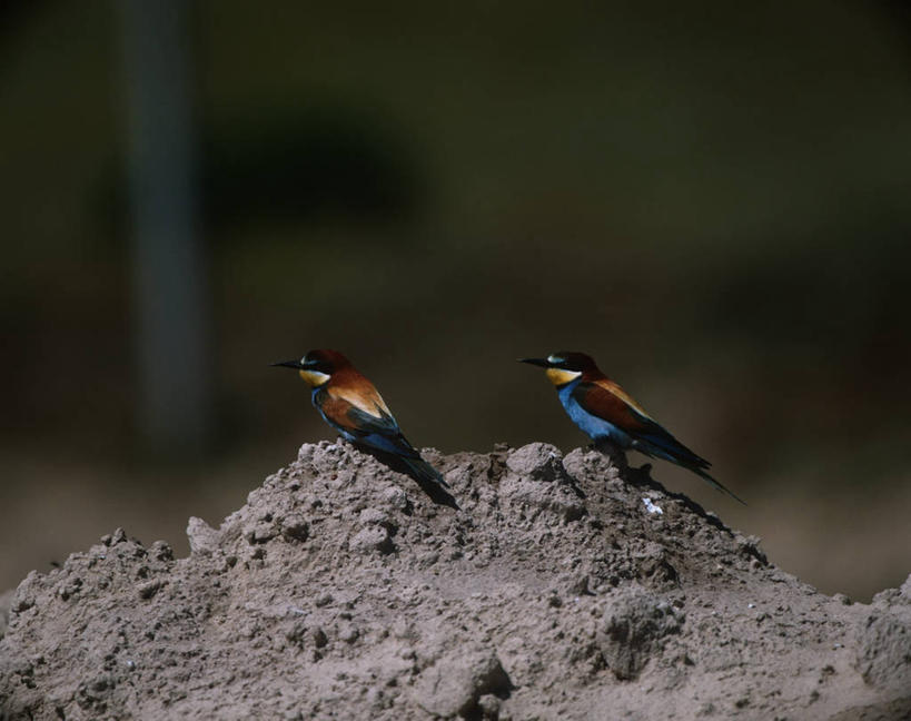 无人,坐,横图,室外,白天,时尚,野生动物,堆叠,科学,鸟类,泥土,排列,自然,动物,两只,t台,摄影,环境,生物学,食蜂鸟,黄喉蜂虎,时装表演,时装秀,t型台,走秀,彩图,动物学
